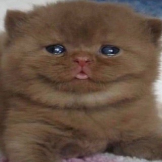 Telegram profile photo for meow you