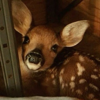 Telegram profile photo for Deer confession+daily ༘⋆゚