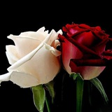 Telegram profile photo for روشنگری