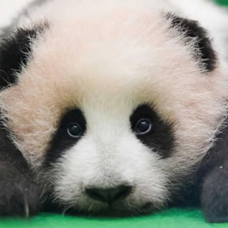 Telegram profile photo for 成都之家(招募mm)