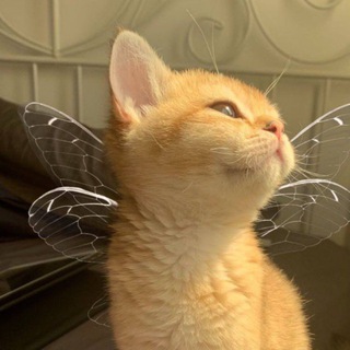 Telegram profile photo for أثـر