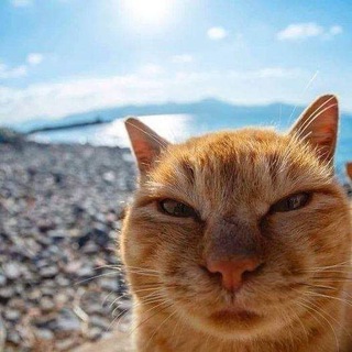Telegram profile photo for Креативные потенции
