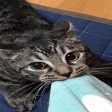 Telegram profile photo for союзы мая