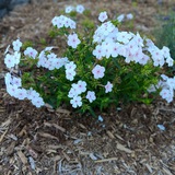 Telegram profile photo for Extraordinary Garden Variety