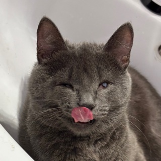 Telegram profile photo for Симачька карзиначька