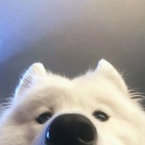 Telegram profile photo for Samoyed.