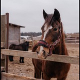 Telegram profile photo for •Horse-hub•