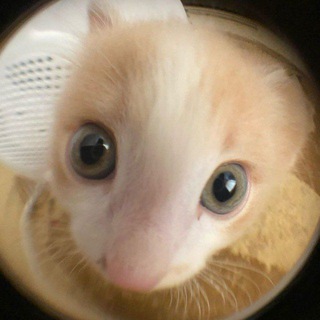 Telegram profile photo for keep a secret