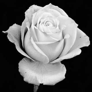 Telegram profile photo for White Roses 幹起來!!