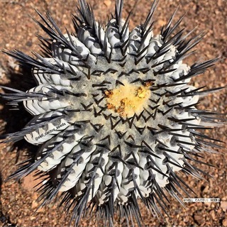 Telegram profile photo for Sell_cactus_seeds