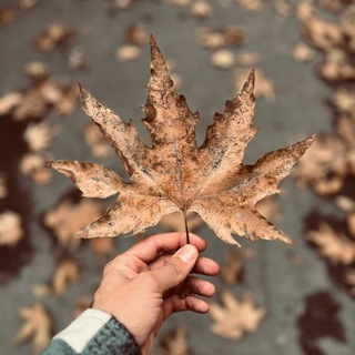 Telegram profile photo for پـســرِ سـپتـامـبـر 🍁