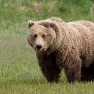 Telegram profile photo for мишки
