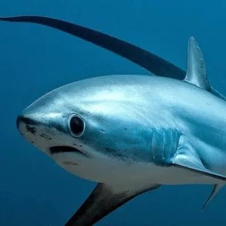 Telegram profile photo for Морская Лисица