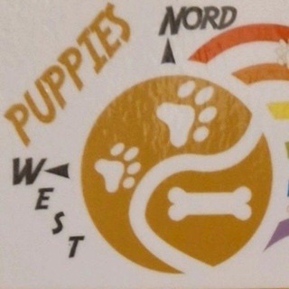 Telegram profile photo for 🗣️🐾Puppies NordWest InfoChannel 🐾🗒️🐶