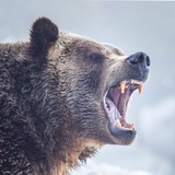 Telegram profile photo for Охота