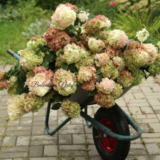 Telegram profile photo for Гортензии - pitomnikflowers