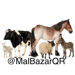 Telegram profile photo for ҚАРАҚАЛПАҚ МАЛ БАЗАРЫ