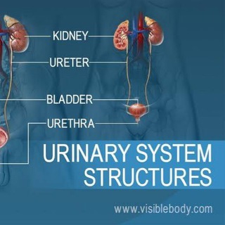 Telegram profile photo for Renal system disorders|Medcology