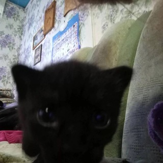 Telegram profile photo for чупапи муняне ассасин крид кредо треп килла альмуалим старый пень эцио аудиторе да фиренце снайпер 1980