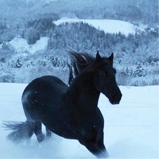 Telegram profile photo for админ тг.