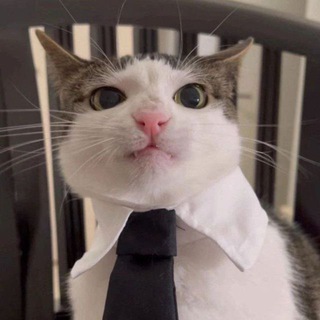 Telegram profile photo for ๐ฎ๐๐๐๐๐๐๐ ๐๐๐๐๐ ๐๐๐๐๐