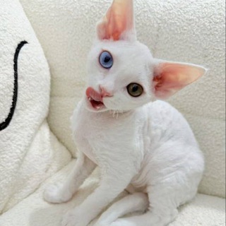 Telegram profile photo for 宠物天使交易😍