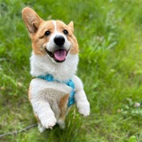 Telegram profile photo for Ричард Коргиевич
