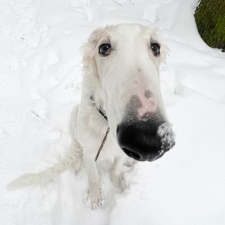 Telegram profile photo for Ясень