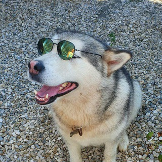 Telegram profile photo for Alaskan Malamute
