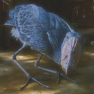 Telegram profile photo for даркшип хейт кф деанон