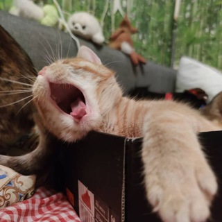 Telegram profile photo for Будни котобанды