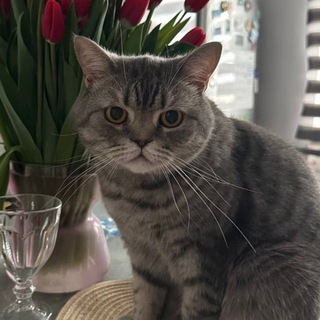 Telegram profile photo for Та самая Даша