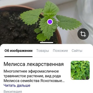 Telegram profile photo for Зелёная блевотина