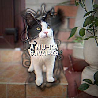 Telegram profile photo for 🌴A nu-ka davai-ka☀️