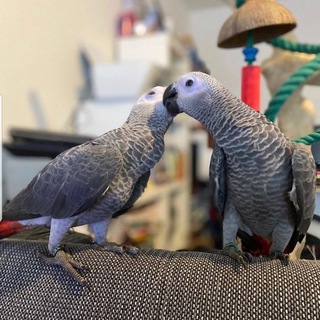 Telegram profile photo for African grey parrots 🦜