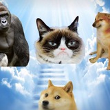 Telegram profile photo for Animal Heaven CTO