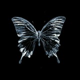 Telegram profile photo for Blue Morpho.