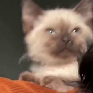 Telegram profile photo for Почёсный кот Эдгара