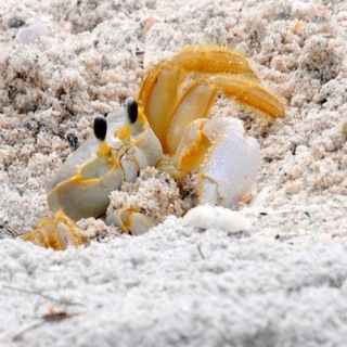 Telegram profile photo for ЗАКРЫТ crab daily and confessions!