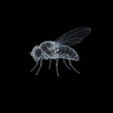 Telegram profile photo for Fruit fly dev