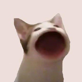 Telegram profile photo for POP Cat News