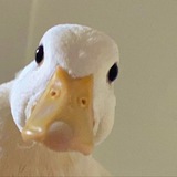 Telegram profile photo for Утиные истории🦆 Саша Уткина