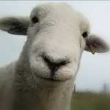 Telegram profile photo for Mbeeeee 🐐