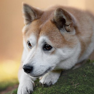 Telegram profile photo for Adversting