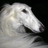 Telegram profile photo for Загнанные, униженные, жалкие