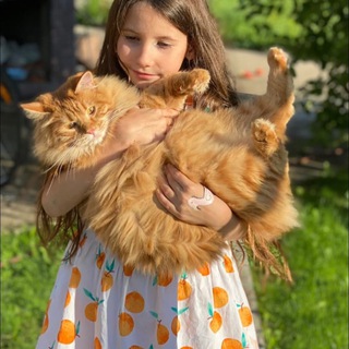 Telegram profile photo for Орден Феникса - питомник курильских бобтейлов