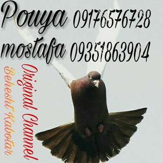 Telegram profile photo for فروشگاه بهشت کبوتر