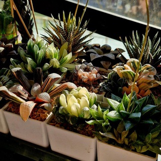 Telegram profile photo for Succu_Plants_Life🪴🌵🌸