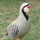 Telegram profile photo for کانال کبک بازان