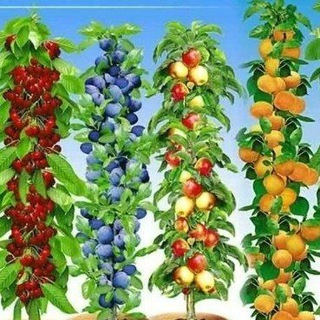 Telegram group profile photo for САЖЕНЦЫ-ЦВЕТОЧКИ (КРЫМ-ПСЕБАЙ)💐🌼🌳